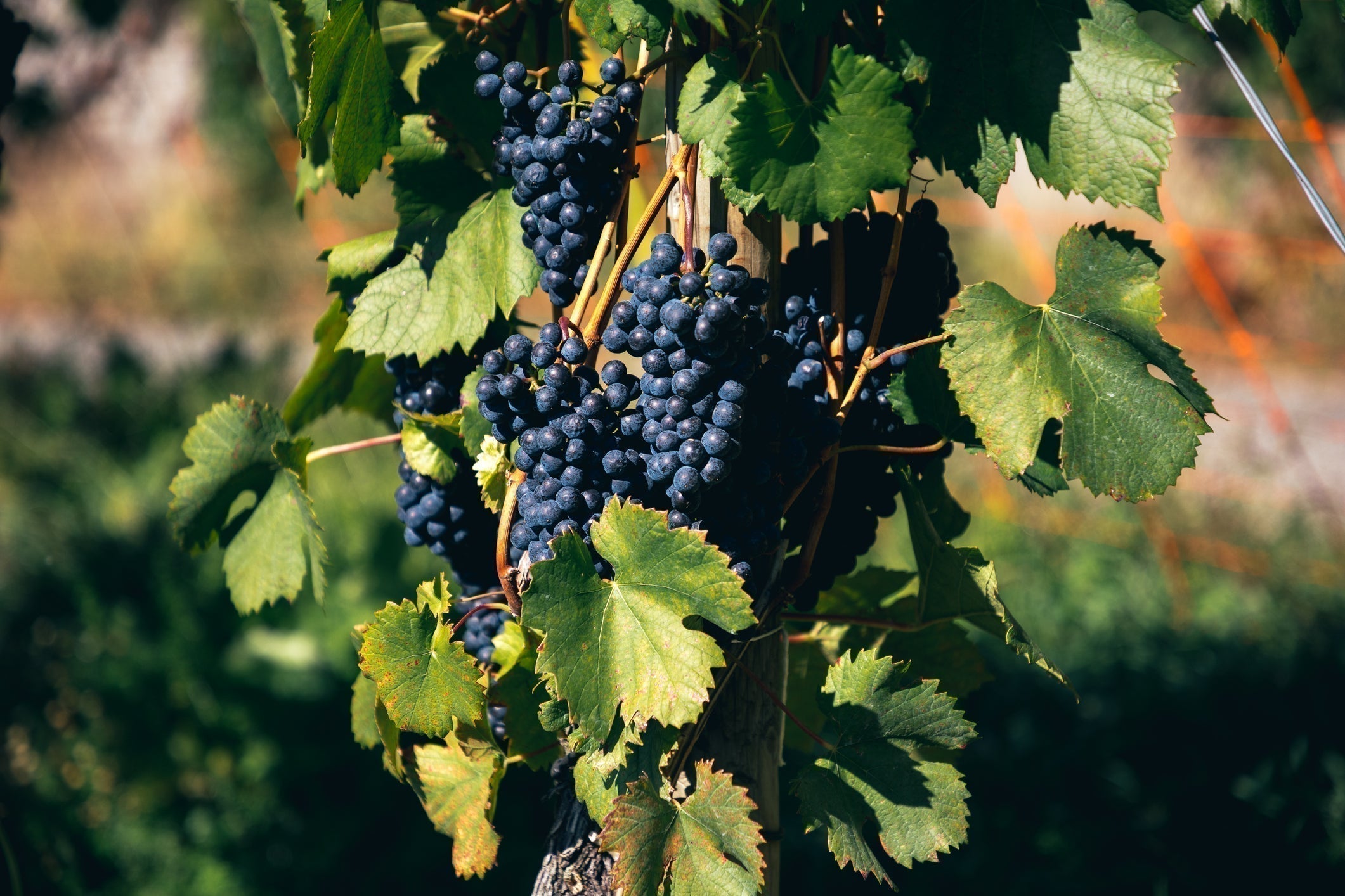 Merlot : un cépage qui a trouvé sa place sur La Côte