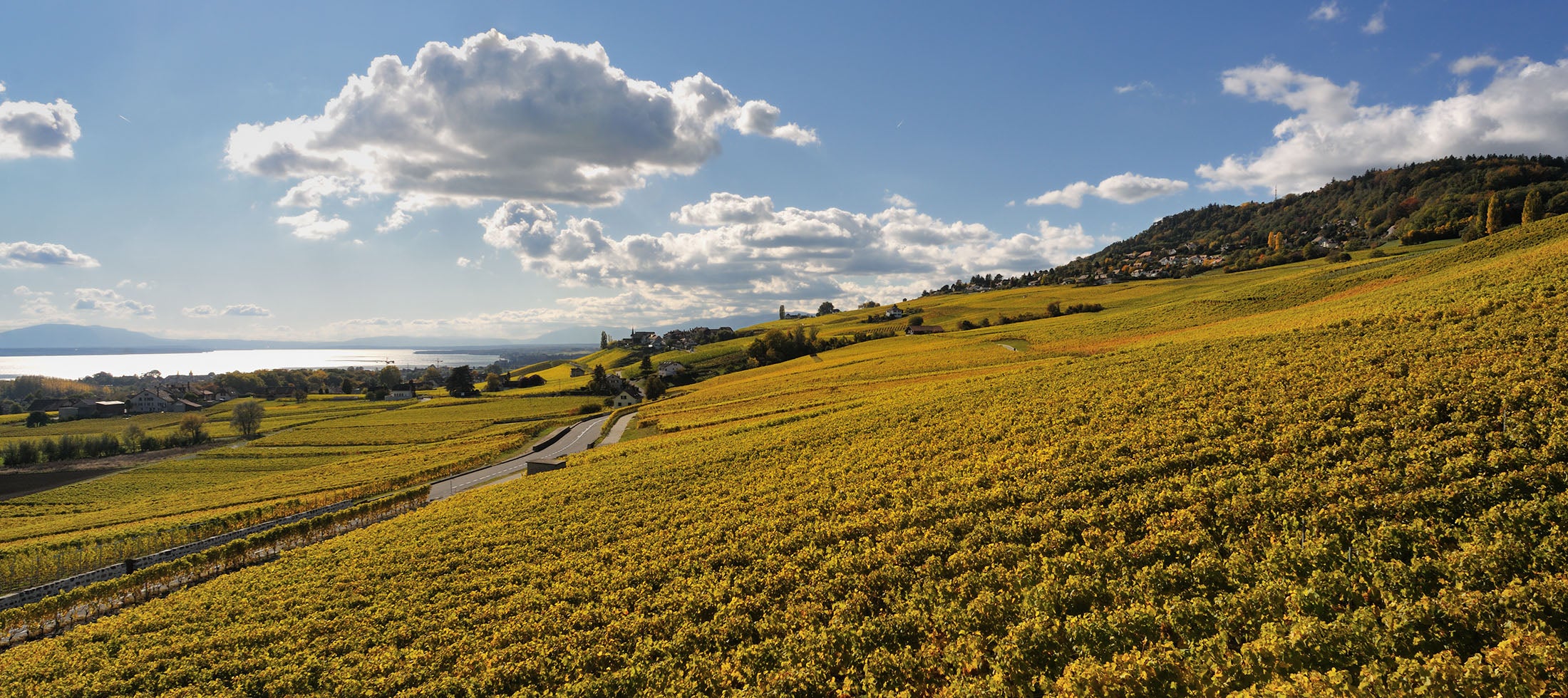 Vue panoramique de vignes dorées s'étendant sur des collines sous un ciel bleu avec des nuages blancs. Une route traverse le paysage, et un village est visible au loin.