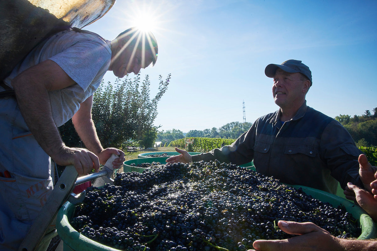Un homme déverse des grappes de raisin d'un bac accroché dans son dos dans une cuve verte, tandis qu'un autre homme observe, sous un soleil éclatant avec des vignes en arrière-plan.
