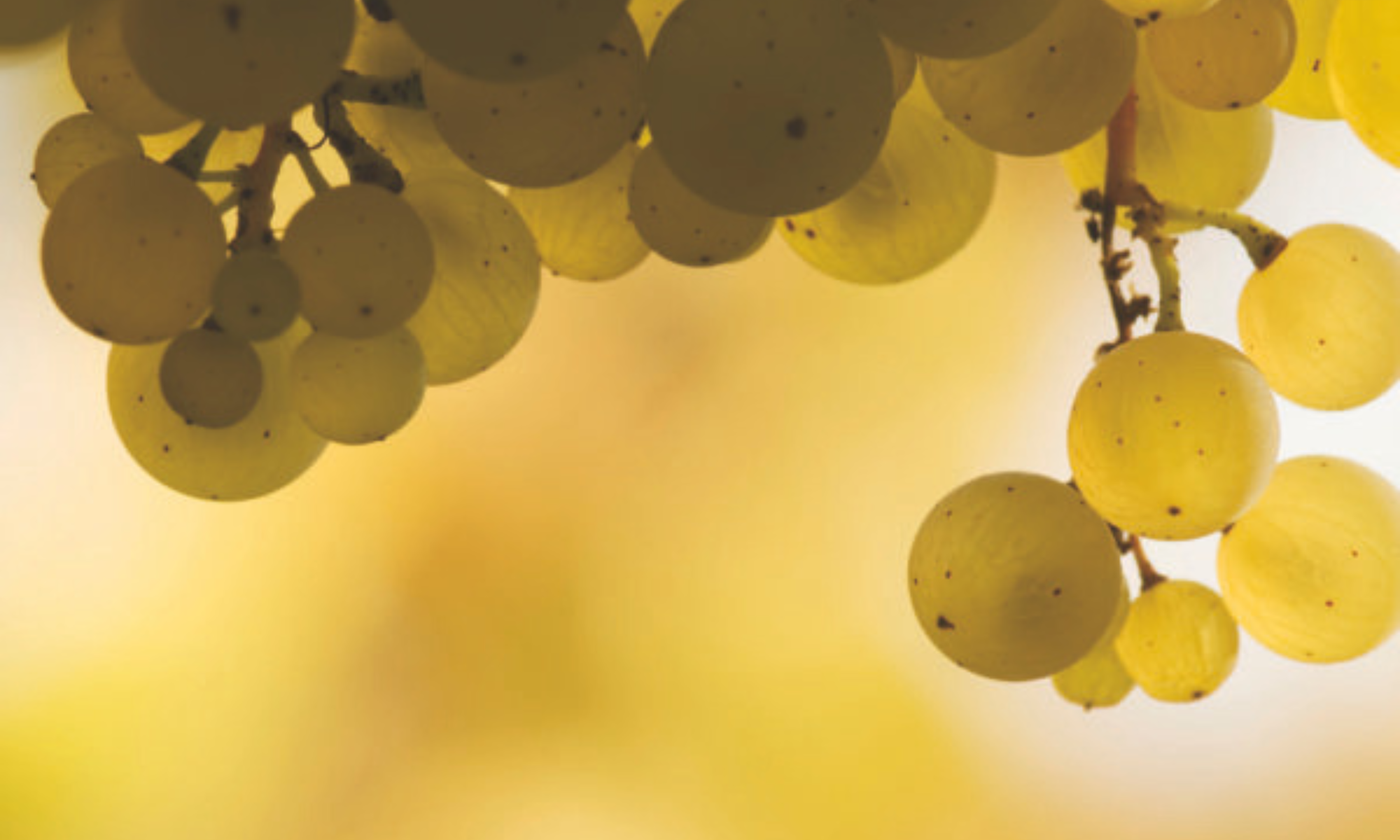 Le Chasselas, véritable trésor de La Côte