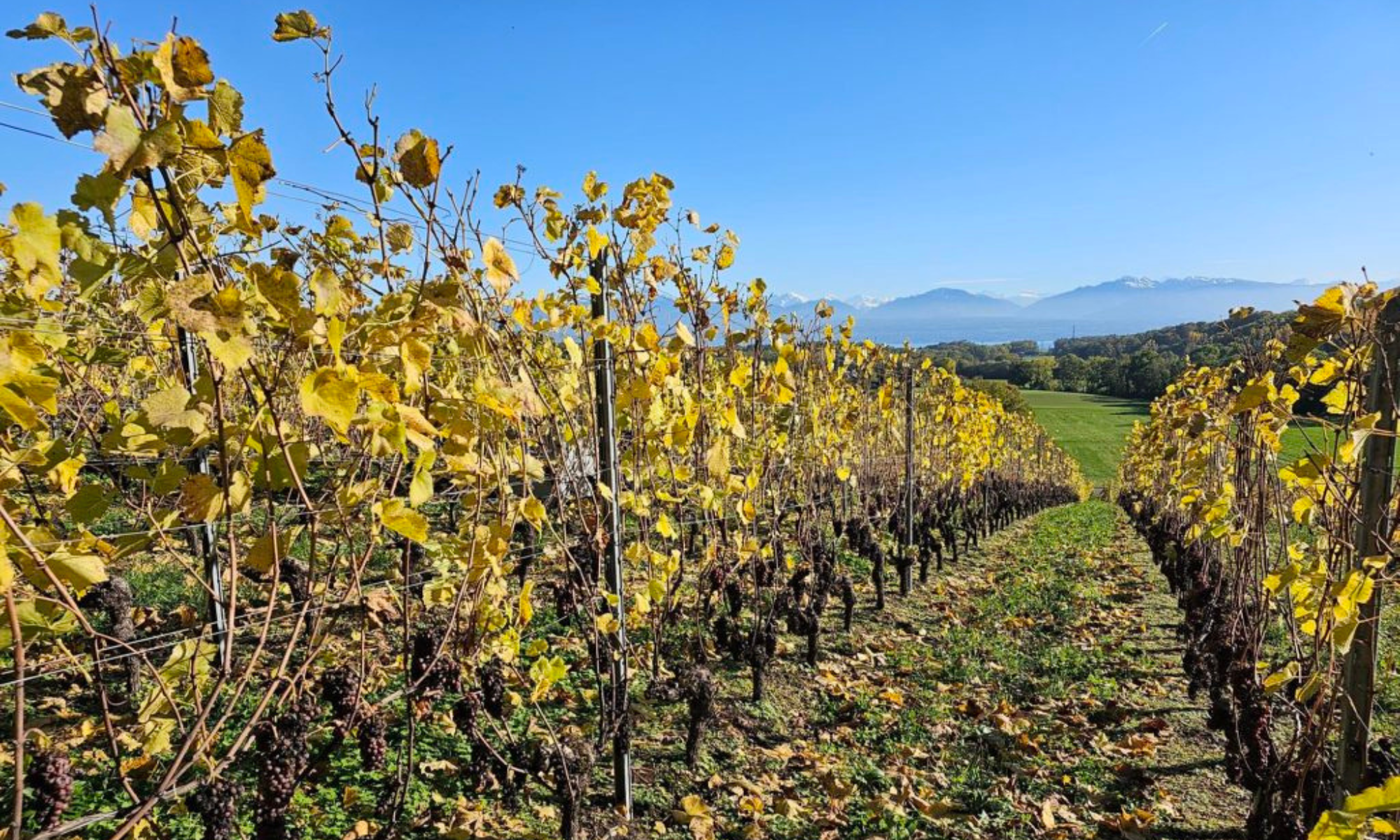 Le mystère du raisin botrytisé : un trésor caché dans les vignobles