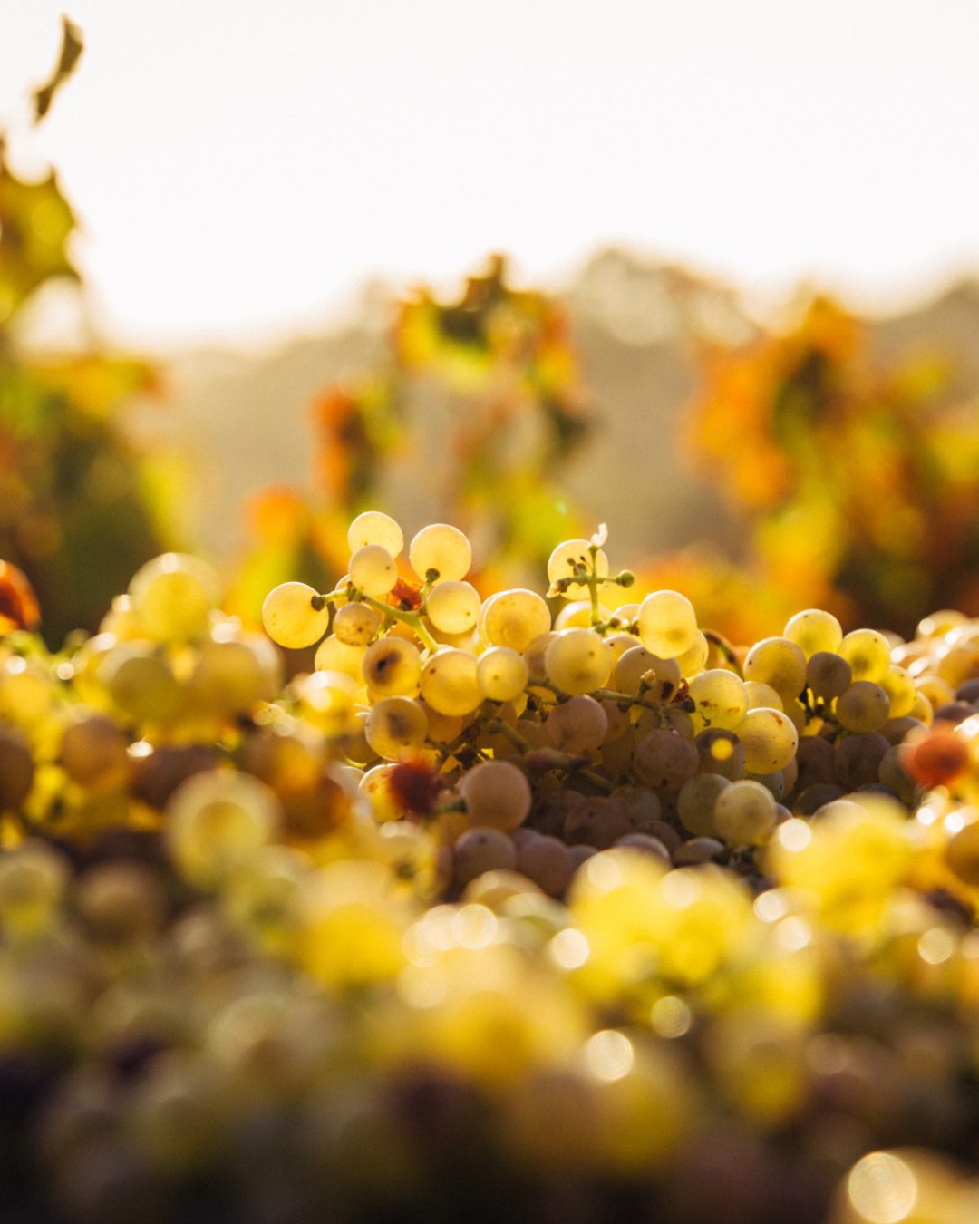 Jeudis Vin - Initiation à la dégustation, jeudi 18 juin 2026, Nyon