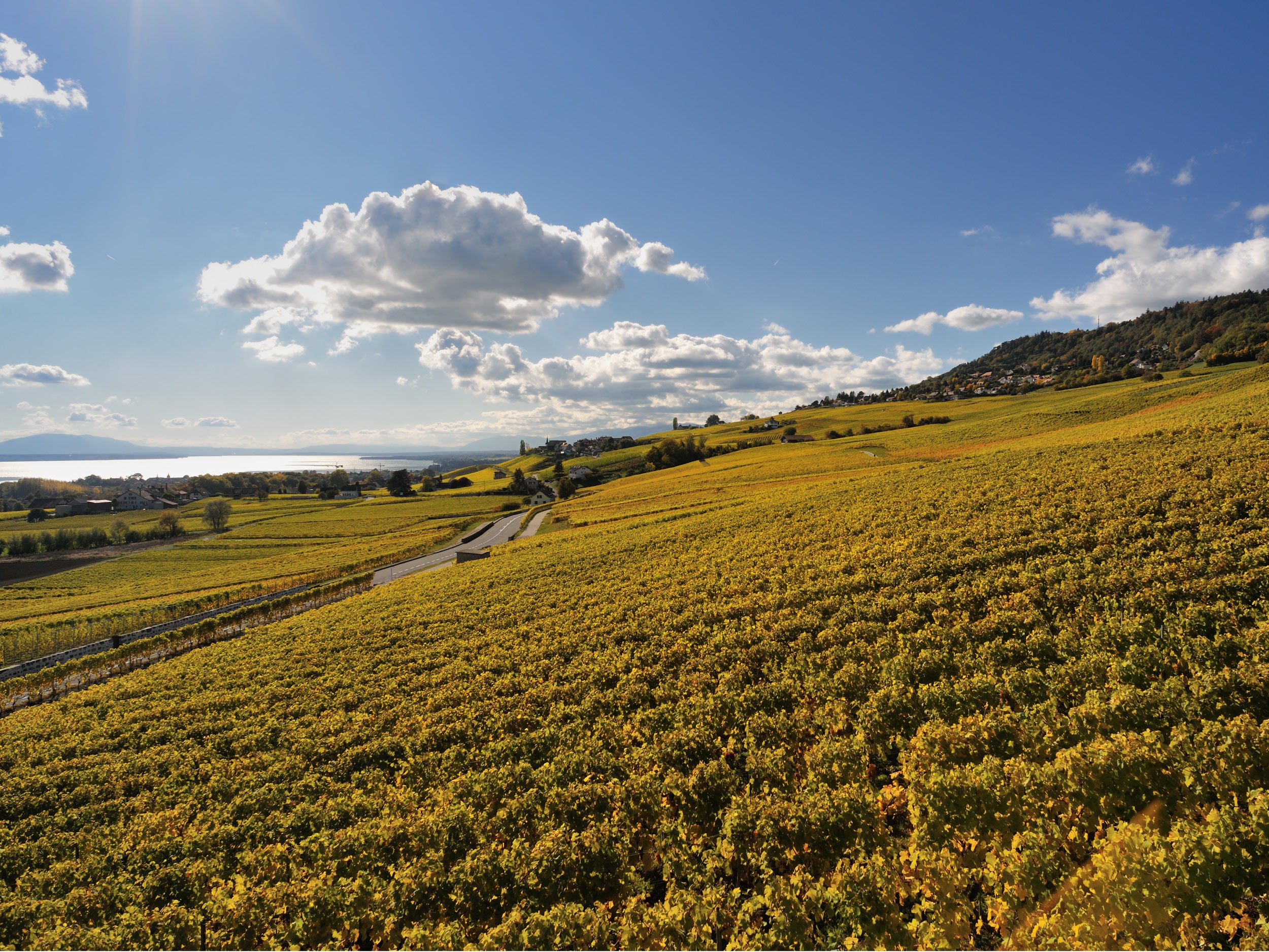 Vignoble La Côte en automne 2 - Cave de La Côte