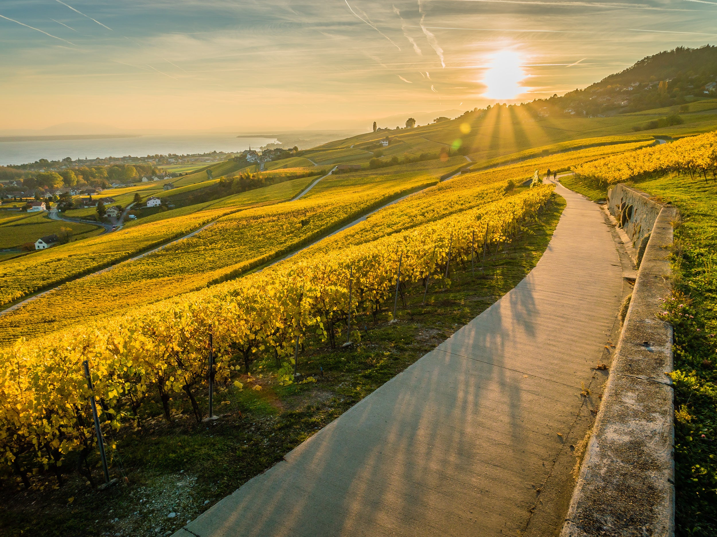 Vignoble La Côte en automne - Cave de La Côte
