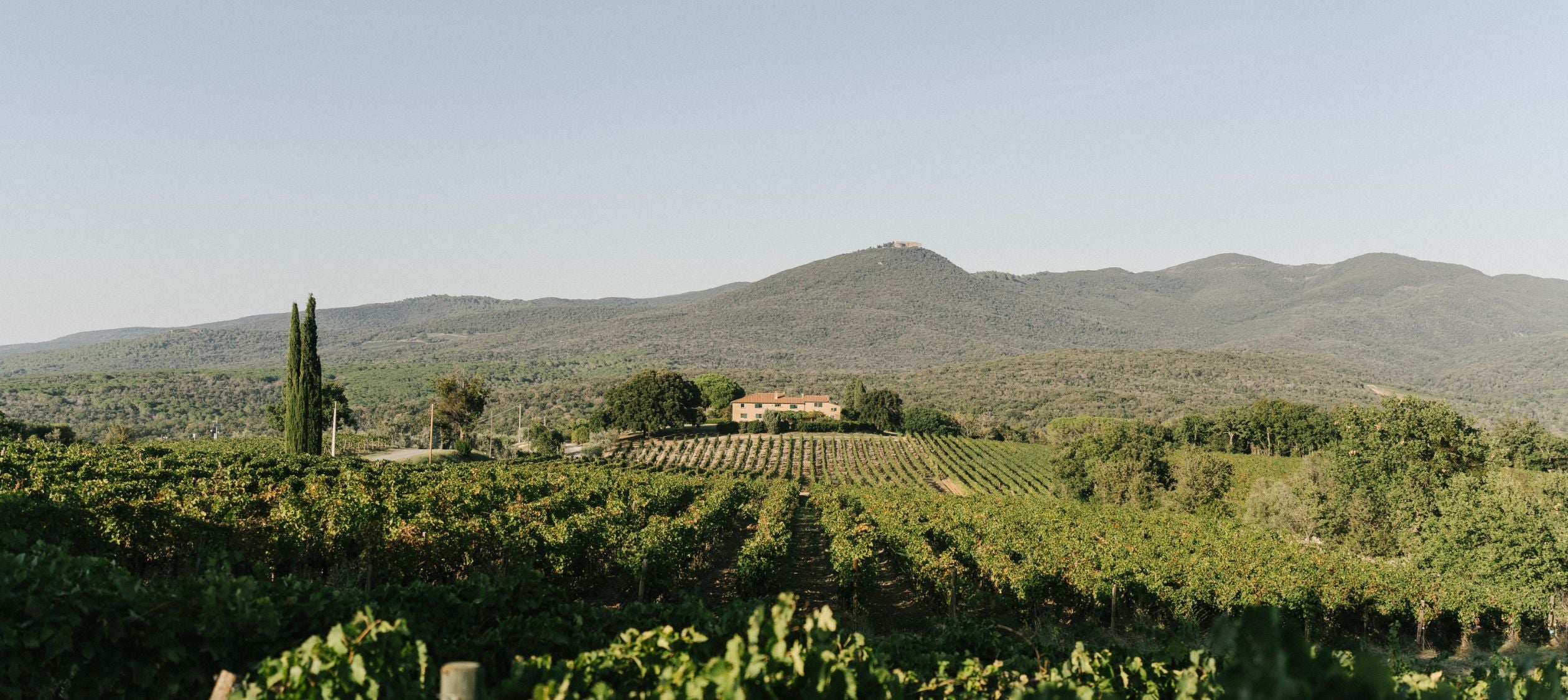 Vinissimo Podere Grattamacco Italie - Cave de La Côte