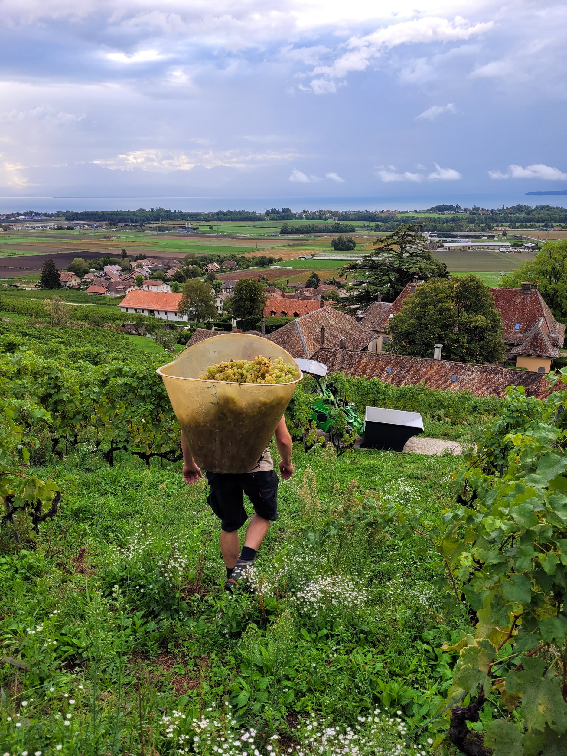 Vendanges - Cave de La Côte