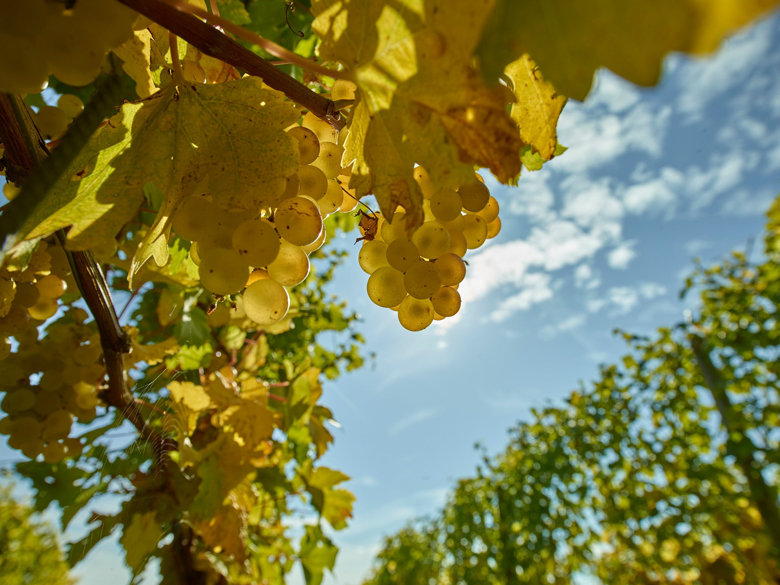 Vigne et raisin - Cave de La Côte