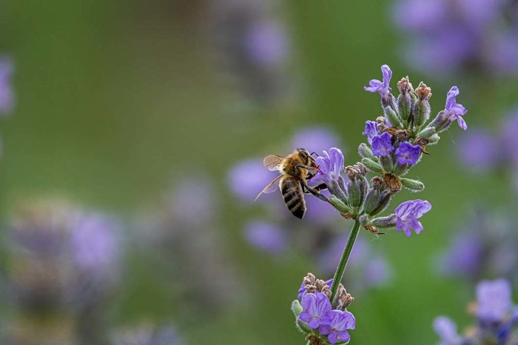 Bild einer Biene auf einer Lavendelblüte, 