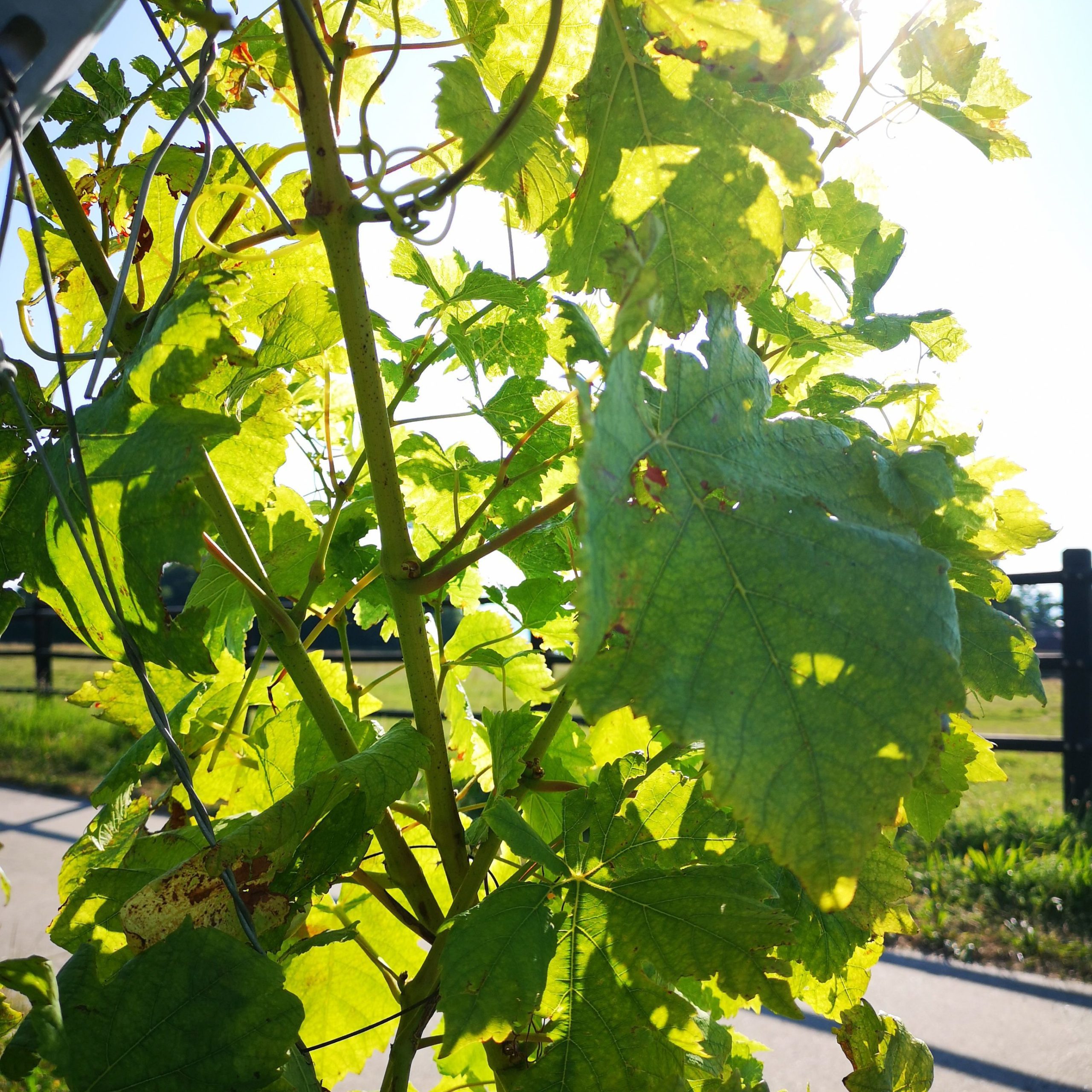 Image des feuilles de la vigne