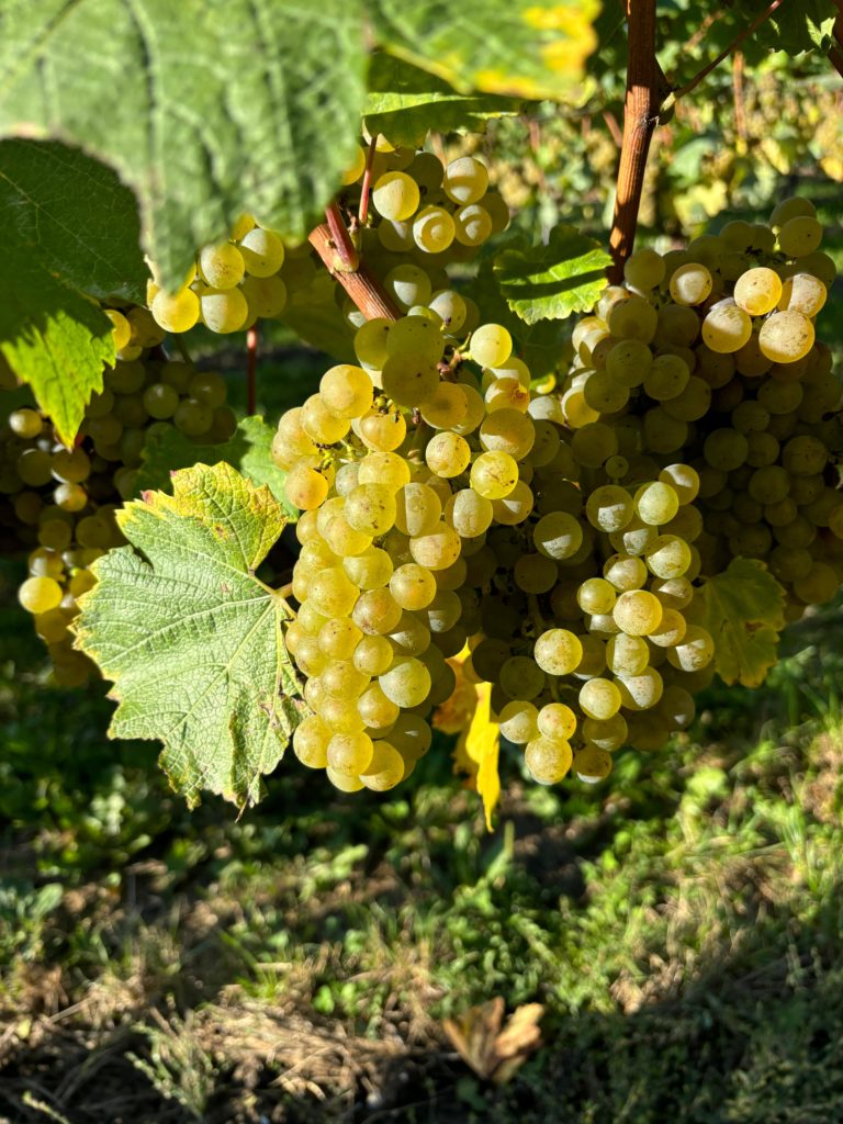 Chardonnay